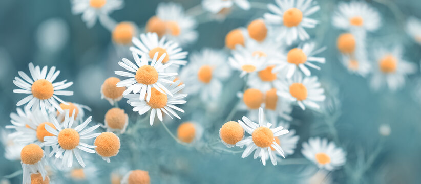 Daisies on blue background outdoors, beautiful floral summer banner