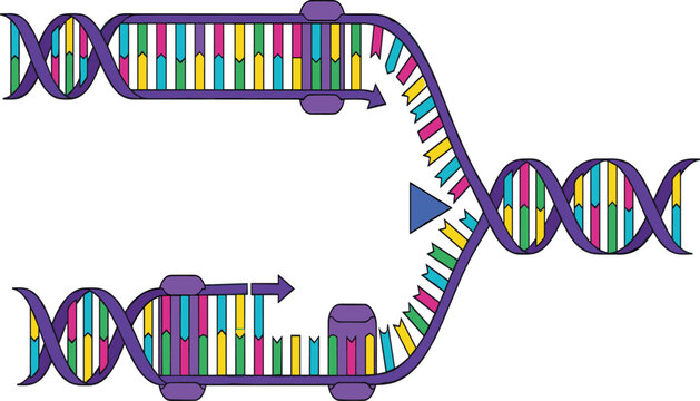 Scientific illustration of DNA replication process showing double helix strand separation and molecular enzymes at work