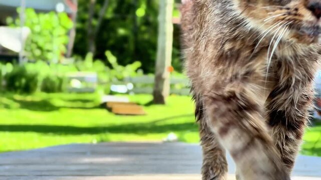 A scruffy, wet tabby cat with messy fur walks slowly along a wooden deck path in a bright, green backyard garden on a sunny summer day.