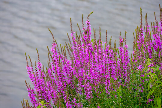 Selective focus wild flowers of Lythrum salicaria with green growing along the water, Purple pink loosestrife is a flowering plant belonging to the family Lythraceae, Natural floral pattern background