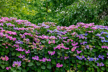 Fototapeta premium Selective focus bush of multicolour hortensia flowers with green leaves, Tea of heaven (Berghortensia) Hydrangea serrata is a species of flowering plant in the family Hydrangeaceae, Natural background