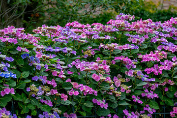 Obraz premium Selective focus bush of multicolour hortensia flowers with green leaves, Tea of heaven (Berghortensia) Hydrangea serrata is a species of flowering plant in the family Hydrangeaceae, Natural background