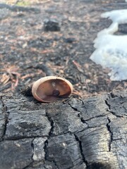 Birds Nest Fungi in Utah © Catherine