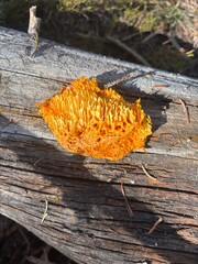 Orange Snowmelt Mushroom in Utah © Catherine
