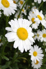 Obraz premium A bright daisy with a yellow center stands out among a field of white flowers.