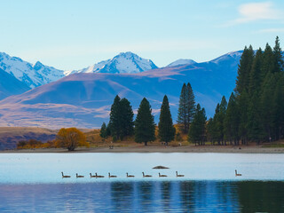 Line of Canadian geese swimming on calm turquoise lake with snowy mountains and autumn trees, New Zealand © tavysekl