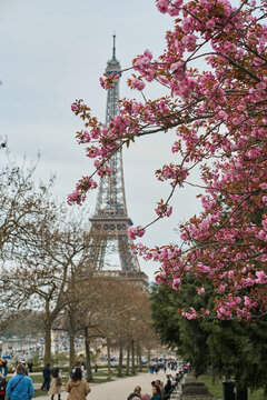 Eiffel Tower Framed by Pink Cherry Blossoms in Spring Paris