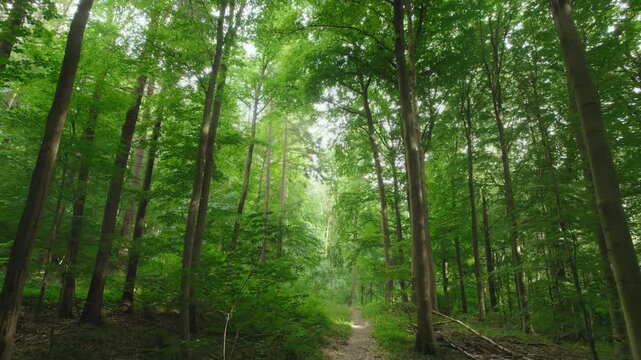 Beautiful soft spring glow in a lush beech forest in gorgeous shades of fresh green. Slow forward movement over a footpath, with two cyclists passing by.
