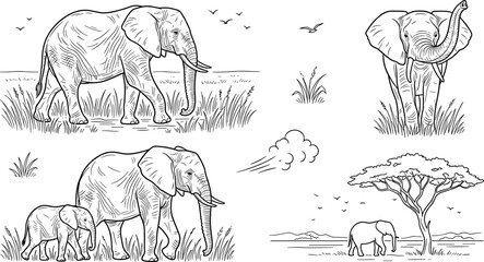 Obraz premium Hand Drawn African Elephant Vector Collection with Detailed Vintage Line Art Sketches of Elephant Calf Safari Animals Acacia Tree and Savannah Landscapes