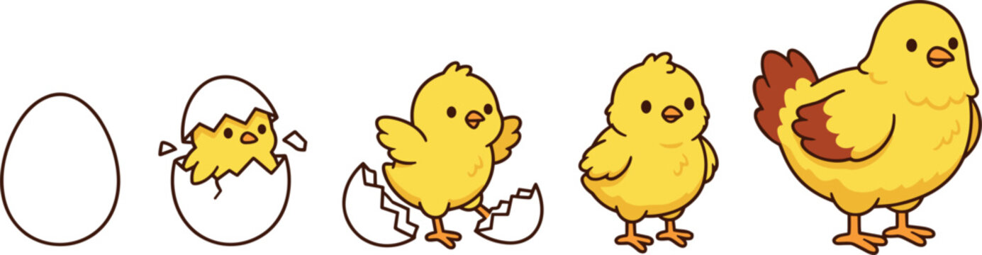 Cute cartoon chicken growth cycle illustration showing egg hatching newborn chick and growing yellow bird stages sequence vector.