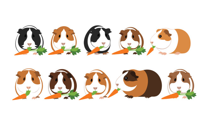 Collection of ten adorable guinea pigs in various colors and breeds happily eating fresh carrots on white background.