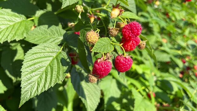 Fresh ripe raspberries on bush video footage showing vibrant red berries among green leaves. for nature videos, gardening content, healthy food projects, organic farming, and agricultural themes