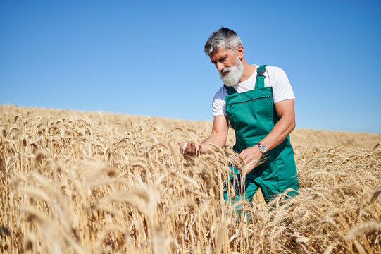 Senior farmer examining wheat crop in field under blue sky