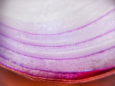 extreme macro surface texture of sliced ​​red onion