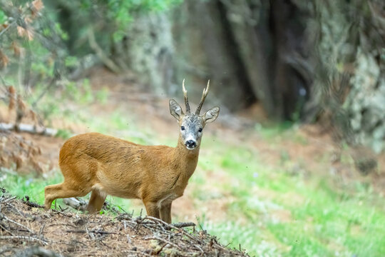 European Roe deer (also said Roe buck, Capreolus capreolus) standing on alert in the deep forest. Summer. Monviso natural park, Piedmont, Cottian Alps, Italy.