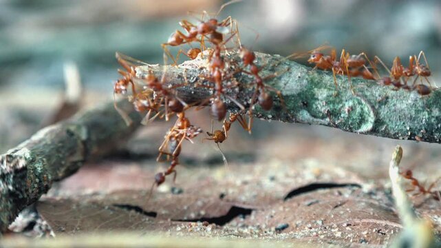 ants crawling on tree branch in forest