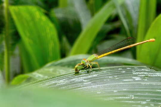A close-up view of a Coromandel Marsh Dart (Ceriagrion coromandelianum) damselfly with kill at Indian Botanic Garden, West Bengal, India