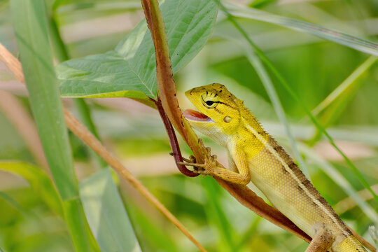 A beautiful close up view of an Oriental Garden Lizard (Calotes versicolor) in blurred background at West Bengal, India