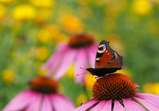 Tagpfauenauge auf Bl&uuml;te vom roten Sonnenhut	
