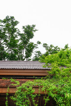 Ivy on roof of house,cozy home in forest,green space and tree,Contemporary interior design of rest space,minimal concept,space for text.