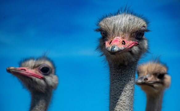 A wobble of curious common ostriches. 