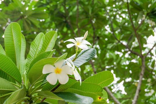 Plumeria flower and green leaves on tree,white frangipani tropical flower  blooming on tree,zen massage spa,summer beach vacation,rest hotel,island sea concept.
