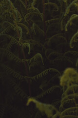 Moody Fern Leaves © Denis