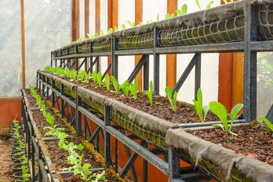 Fresh vegetable green color in garden on the soil growing,young salad, mini cos, green oak lettuce,lambs lettuce in a sunny bed in glasshouse or farm organic concept.