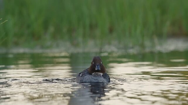 A female common goldeneye briefly lifts its body above the water, shakes its head, scattering small water droplets, then settles back onto the lake surface.