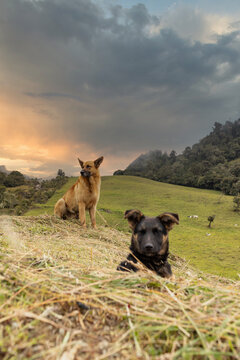 Los guardianes de la finca