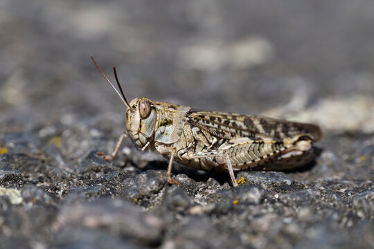 female italian locust (calliptamus italicus)  found in Brandenburg in Eastern Germany