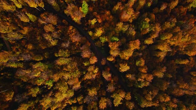 Flying over a beautiful forest with colorful trees in autumn. Aerial drone footage with pleasant deep rich orange fall colors. 