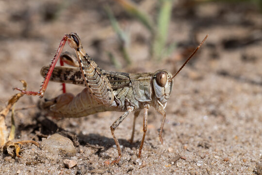 stridulating male italian locust (calliptamus italicus) with intense red hind legs, found in Brandenburg in Eastern Germany