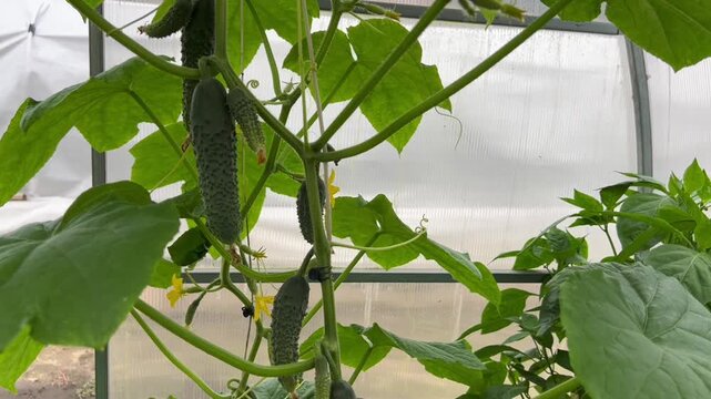 Fresh green cucumbers growing on vines inside a modern greenhouse. Perfect for video backgrounds, agriculture ads, farming articles, and social media.