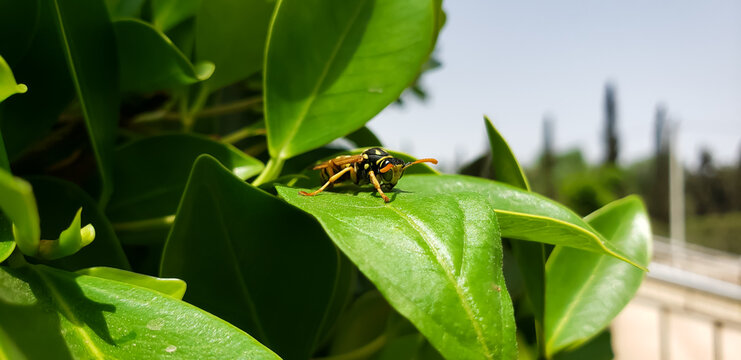 Paper wasp resting on a green leaf, close-up macro photography
spider on a leaf