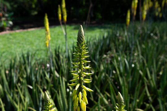 Close up of a young aloe vera flower bud growing in a sunny garden