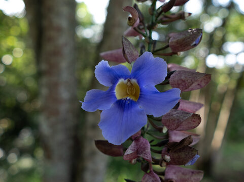 Macro photography of a blue thunbergia grandiflora flower blooming in the rainforest with natural bokeh background