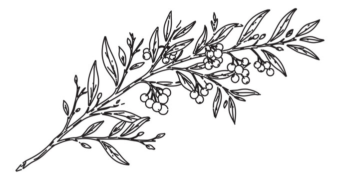 Vintage botanical olive branch vector illustration, hand drawn olive tree sprig with leaves and berries, black ink line art floral element