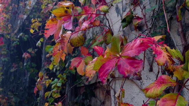 Red and green ivy foliage climbing on a building wall during autumn. Detailed leaf surface and natural patterns create a seasonal urban nature scene