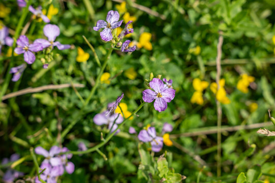 Raphanus raphanistrum, also known as wild radish, white charlock or jointed charlock, is a flowering plant in the family Brassicaceae. Cape Tsumeki, Shimoda city, Izu Peninsula,Shizuoka Prefecture, Ja