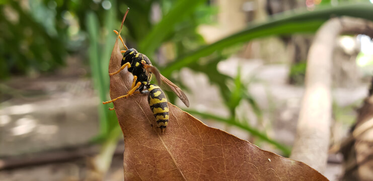 Detailed macro of a yellow and black paper wasp on a dry brown leaf
butterfly on leaf