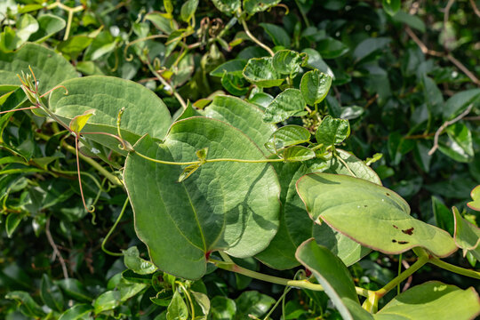 Smilax china is a climbing plant species in the genus Smilax. china root, china-root, or chinaroot. Family Smilacaceae. Cape Tsumeki, Shimoda city, Izu Peninsula,Shizuoka Prefecture, Japan. 