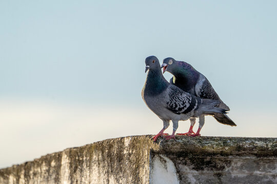 Two urban pigeons perched closely on a weathered concrete rooftop ledge against a pale blue sky