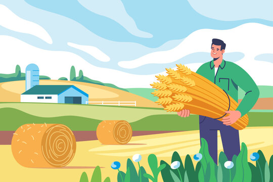 Farming and agriculture, harvesting. A farmer holds a bundle of wheat while standing in a field with bales of hay and a barn in the background during harvesting. Vector illustration.