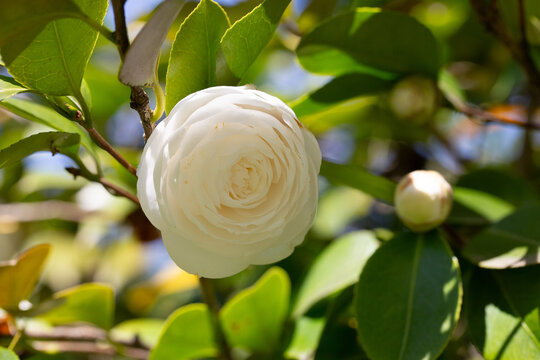White camellia on a branch in the garden on a sunny day, close-up.
