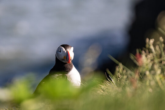 Atlantic puffin in iceland