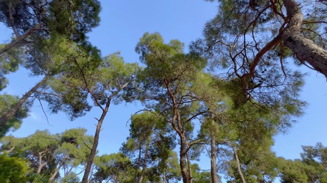 Walking shot through pine forest on Princes Islands, Turkey with upward view toward clear blue sky. Tall conifer trees forming natural canopy in Mediterranean island landscape