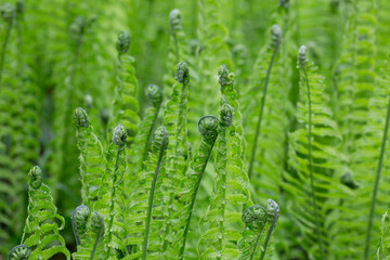 Beautyful ferns leaves green foliage natural floral fern background in sunlight. © Anna