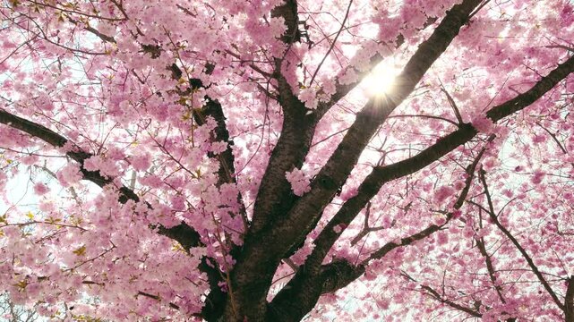 Cherry blossom with delicate pastel pink flowers on the branches of a tree, with the sun and falling petals in the wind in slow motion