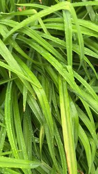 fresh green beans